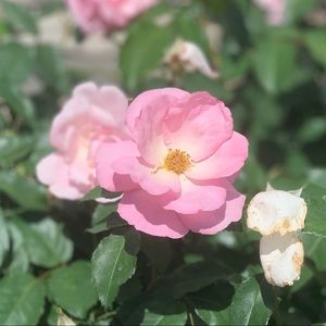 Meet your Posher, Talia